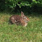 Eastern Cottontail