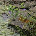 Eastern Amberwing Dragonfly