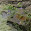 Eastern Amberwing Dragonfly