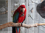 Linus the Greenwing Macaw trainee