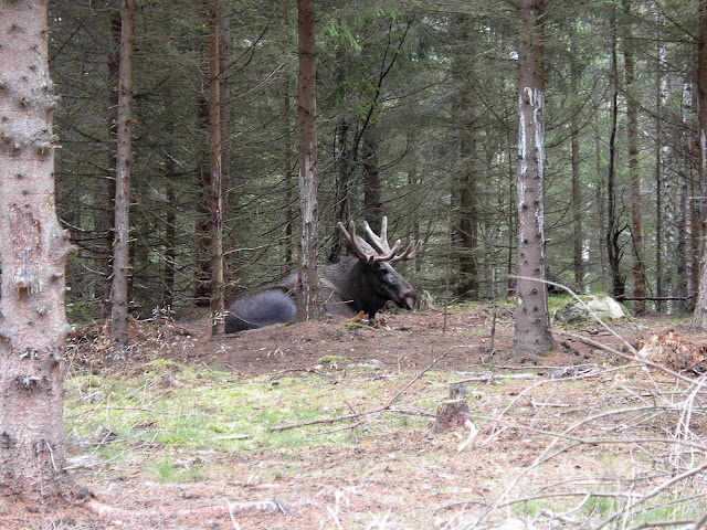 Ann Elk in Sweden