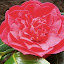 Camellia - My first!