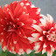 Dahlia - Skipley Spot
