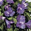 Alstromeria - princess anouska zaprinous