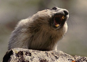 [marmota135[5].jpg]