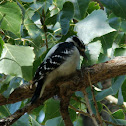 Downy Woodpecker