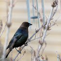 Brown-Headed Cowbird
