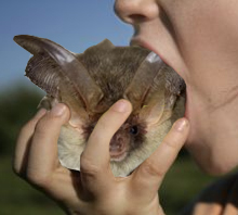 bateater.jpg