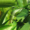 butterfly pupae