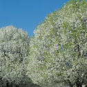 Callery pear