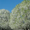 Callery pear