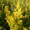 Lady's Bedstraw