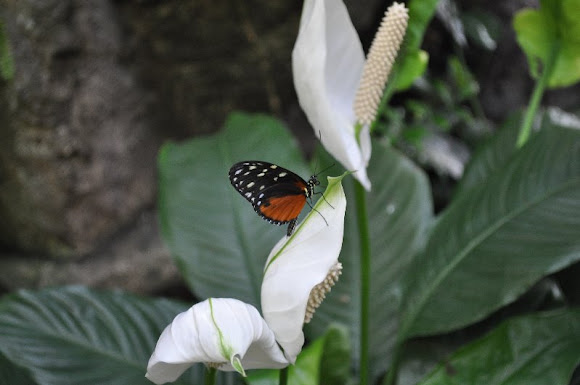 Spotting Image 1