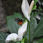 Tiger Longwing