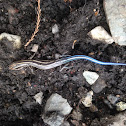 Five lined skink