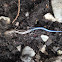 Five lined skink