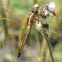 Needham's Skimmer Dragonfly