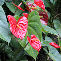 Anthurium Merah