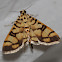 Pardomima moth
