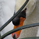 Mute Swan
