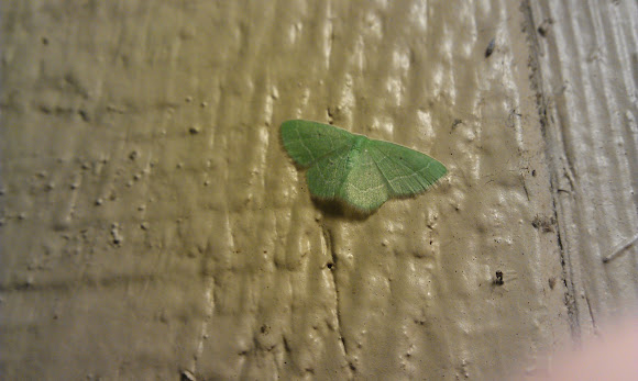 Spotting Image 1