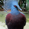 Victoria Crowned Pigeon