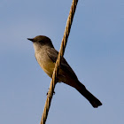 Say's Phoebe