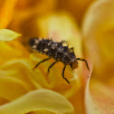 Unknown insect