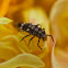 Unknown insect