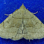 Zanclognatha pedipilalis