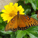 Gulf fritillary butterfly