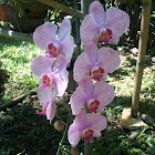 orchid