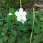 Rue Anemone