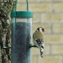 European Goldfinch