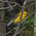 Prothonotary Warbler