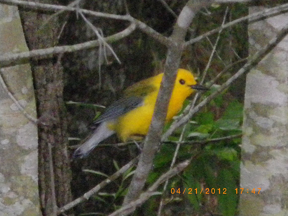 Spotting Image 1