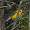 Prothonotary Warbler