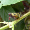 Planthopper