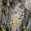 barnacle