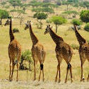 Giraffe