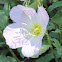 Pink Evening Primrose