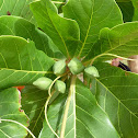 Almond
