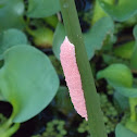 Apple Snail Eggs