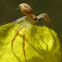 Crab Spider (?)