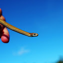 Redbellied Snake