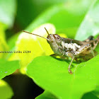 Grasshopper