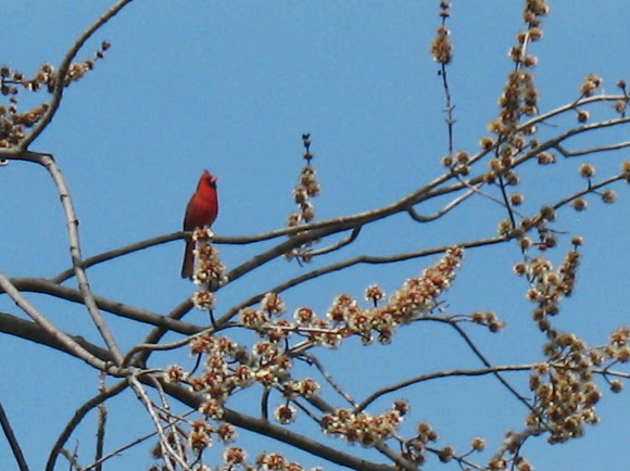 Spotting Image 1