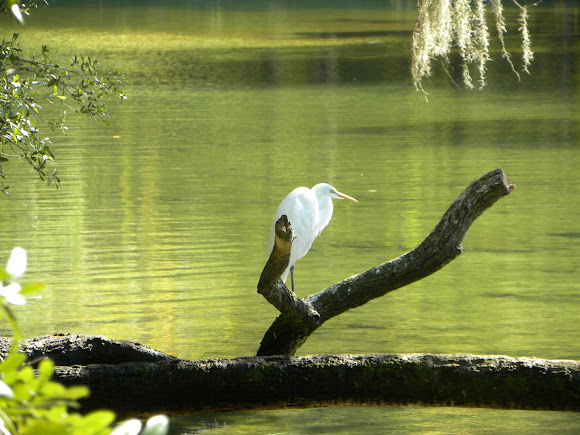 Spotting Image 1