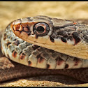 Southern Black Racer