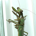 Praying Mantis